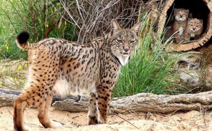 Algunas especies como el lince ibérico se encuentran en peligro de extinción