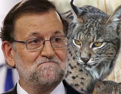 El PP quiere premiar a los cazadores de animales por "su compromiso con el medioambiente"