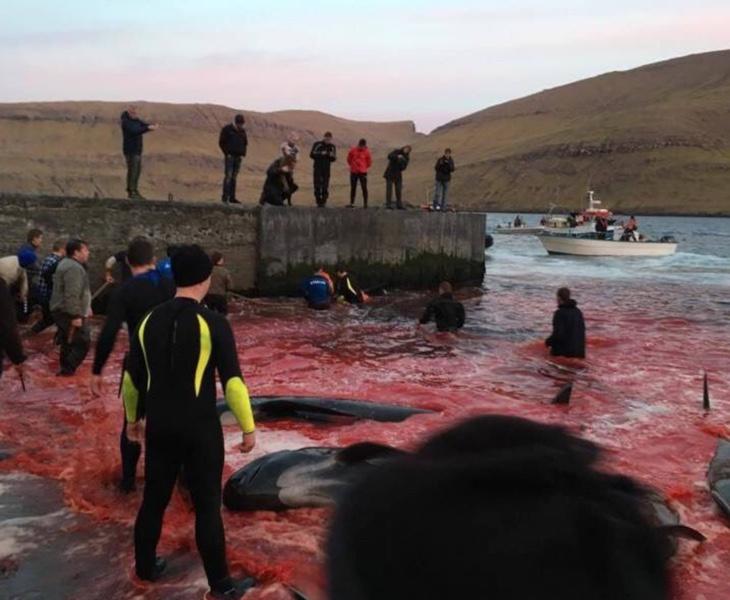 La caza de ballenas en las Islas Feroe ha sido muy cuestionada por los activistas a favor de los derechos de los animales