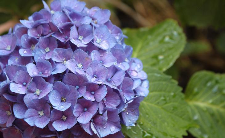 Muchas de los adictos a esta droga están robando hortensias, incluso, de los cementerios