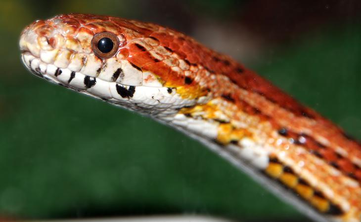 Una serpiente como ésta mordió a la niña de tan sólo un año