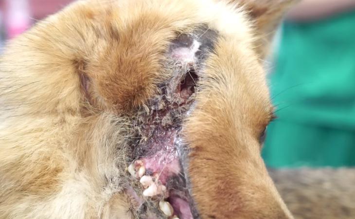 La mandíbula del perro quedó completamente fracturada