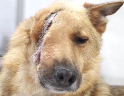 Movilización para salvar la vida de este perro al que seccionaron parte de la cabeza con una pala