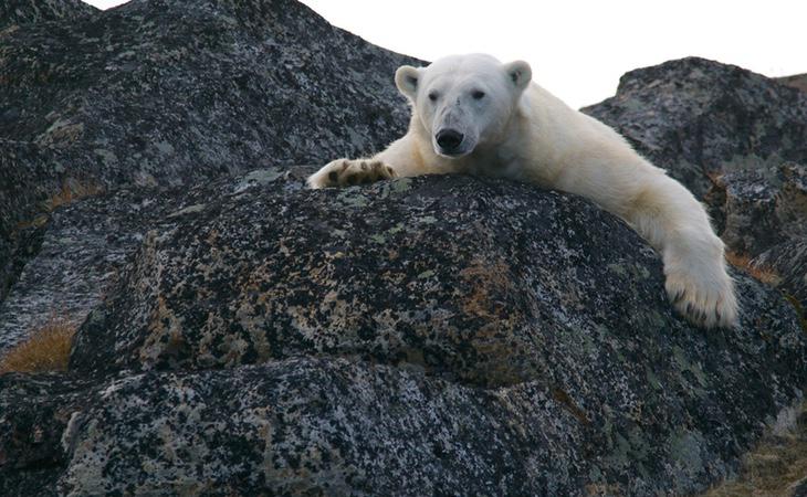 Los Polos son un gran elemento regulador de la temperatura del Planeta. Se están derritiendo por completo