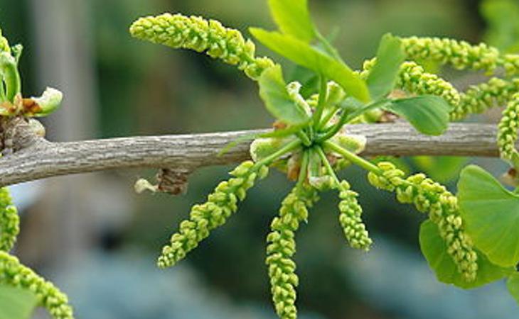 El gingko biloba es una de las sustancias presentes en este compuesto