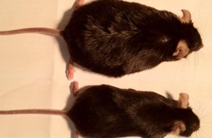 Imagen de dos de los ratones que participaron en el estudio