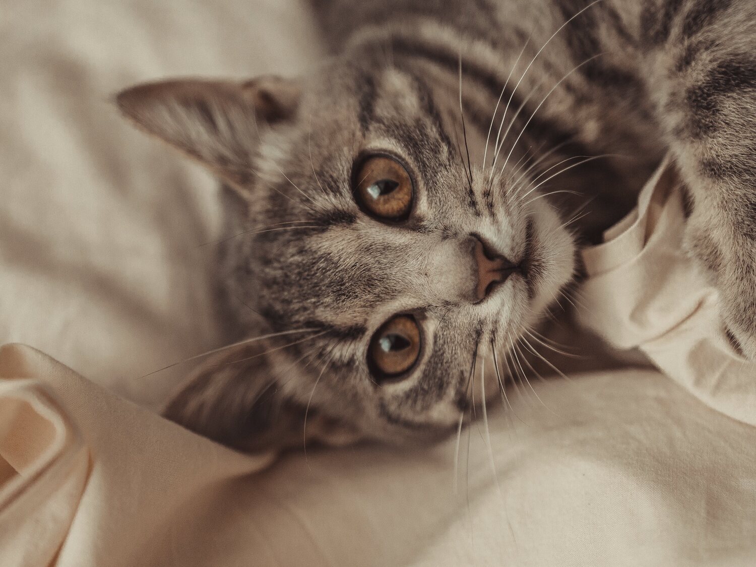 Un grupo de investigadores halla las causas por las que los gatos arañan los muebles