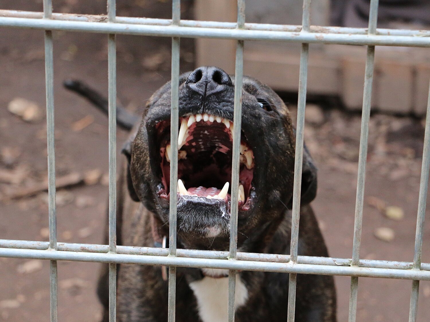 Un pitbull destroza la cara de un niño de dos años en una casa okupada en Alcalá de Henares