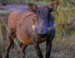 Muere un cazador en Córdoba tras dispararse saltando de un árbol para matar a un jabalí