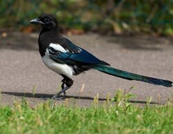 La agresividad denota falta de inteligencia, según un estudio en urracas