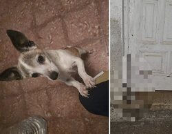 Brutales imágenes: decapitan a un perro y ponen su cabeza ante su casa en Tenerife