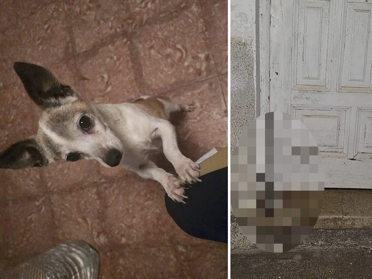 Brutales imágenes: decapitan a un perro y ponen su cabeza ante su casa en Tenerife