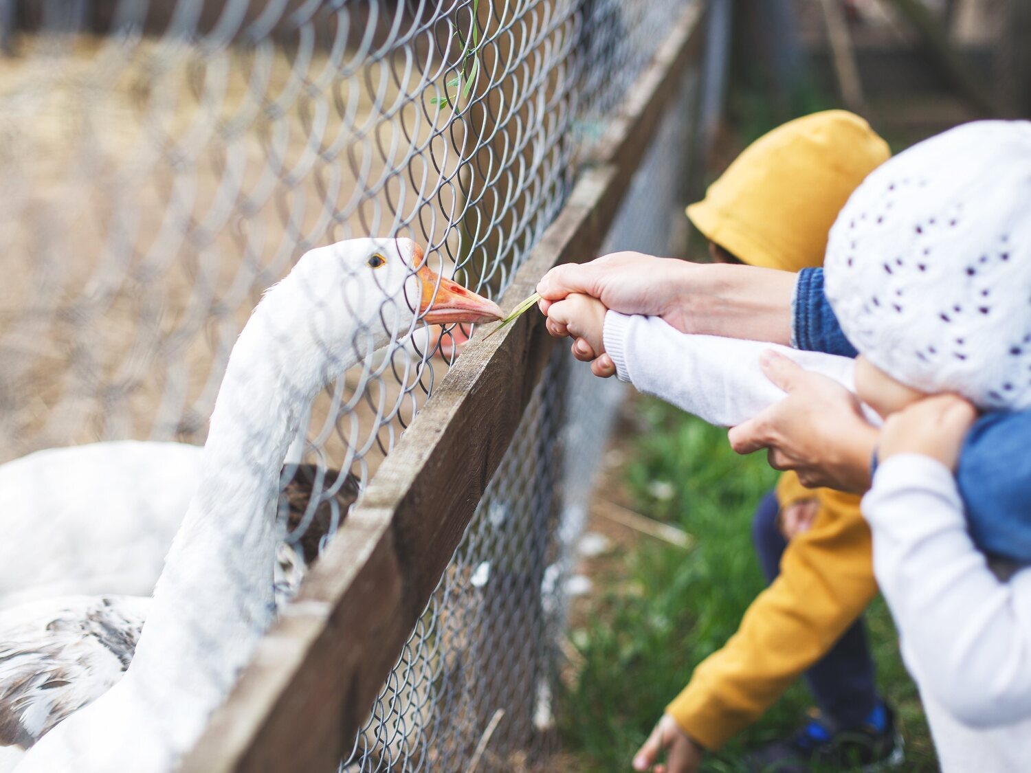 Muere una niña por gripe aviar H5N1: primer caso humano en México