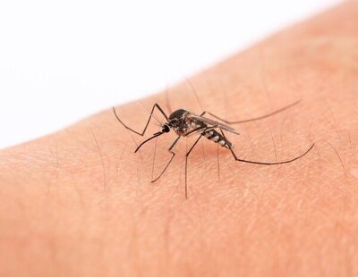 Estos son los colores de ropa que atraen más a los mosquitos, según un estudio
