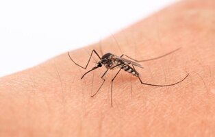Estos son los colores de ropa que atraen más a los mosquitos, según un estudio