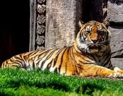 Aalborg: zoo danés que pide mascotas para alimentar a sus depredadores