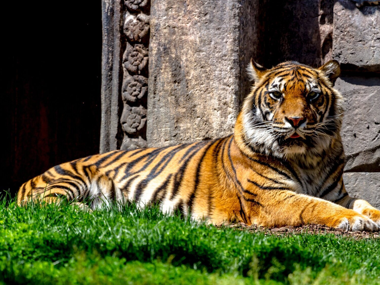 Aalborg: zoo danés que pide mascotas para alimentar a sus depredadores