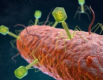 Alerta por la presencia de 'Vibrio vulnificus': bacterias carnívoras en las costas