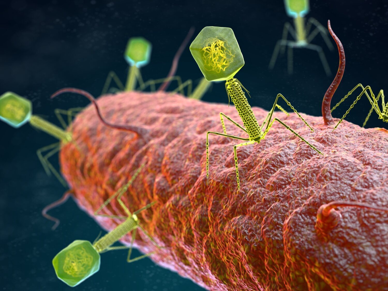 Alerta por la presencia de 'Vibrio vulnificus': bacterias carnívoras en las costas