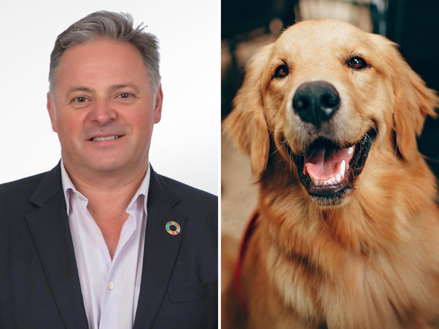 Envenenan al perro del alcalde de Paterna del Campo (PSOE) tras suspender un acto taurino