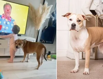 Emotivo momento: un perro protege a un bebé de sufrir una caída
