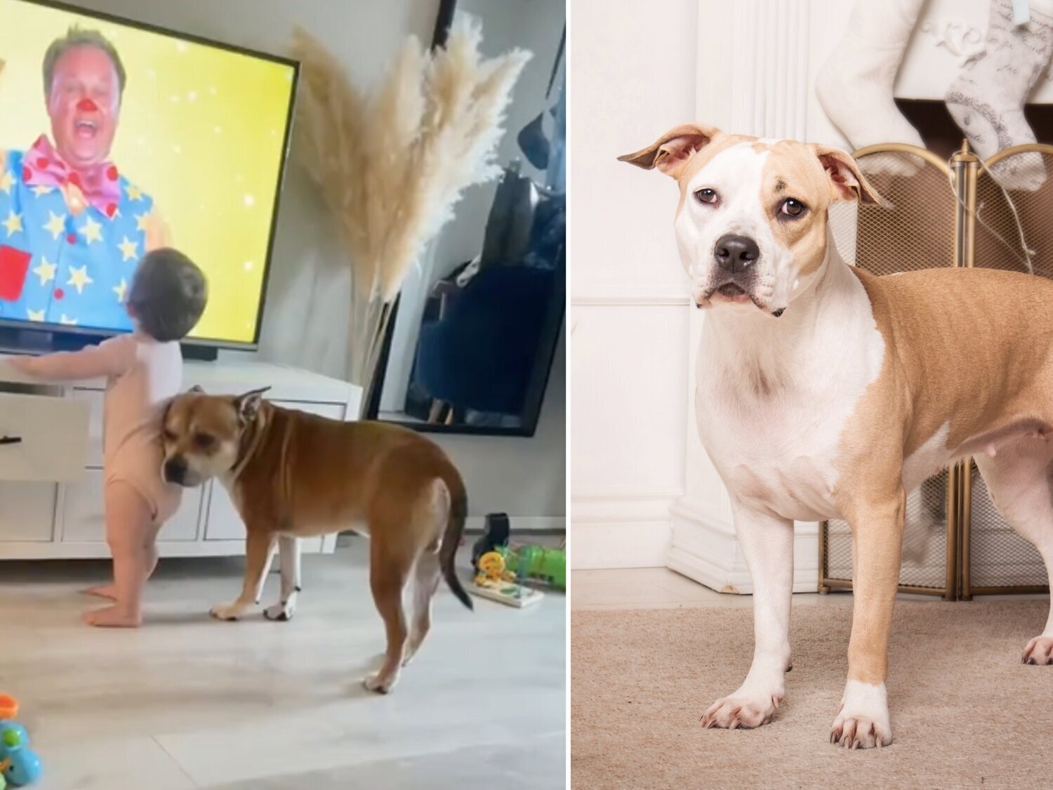 Emotivo momento: un perro protege a un bebé de sufrir una caída