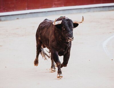 Muere corneado por un toro en pleno encierro en las fiestas de Ubrique (Cádiz)