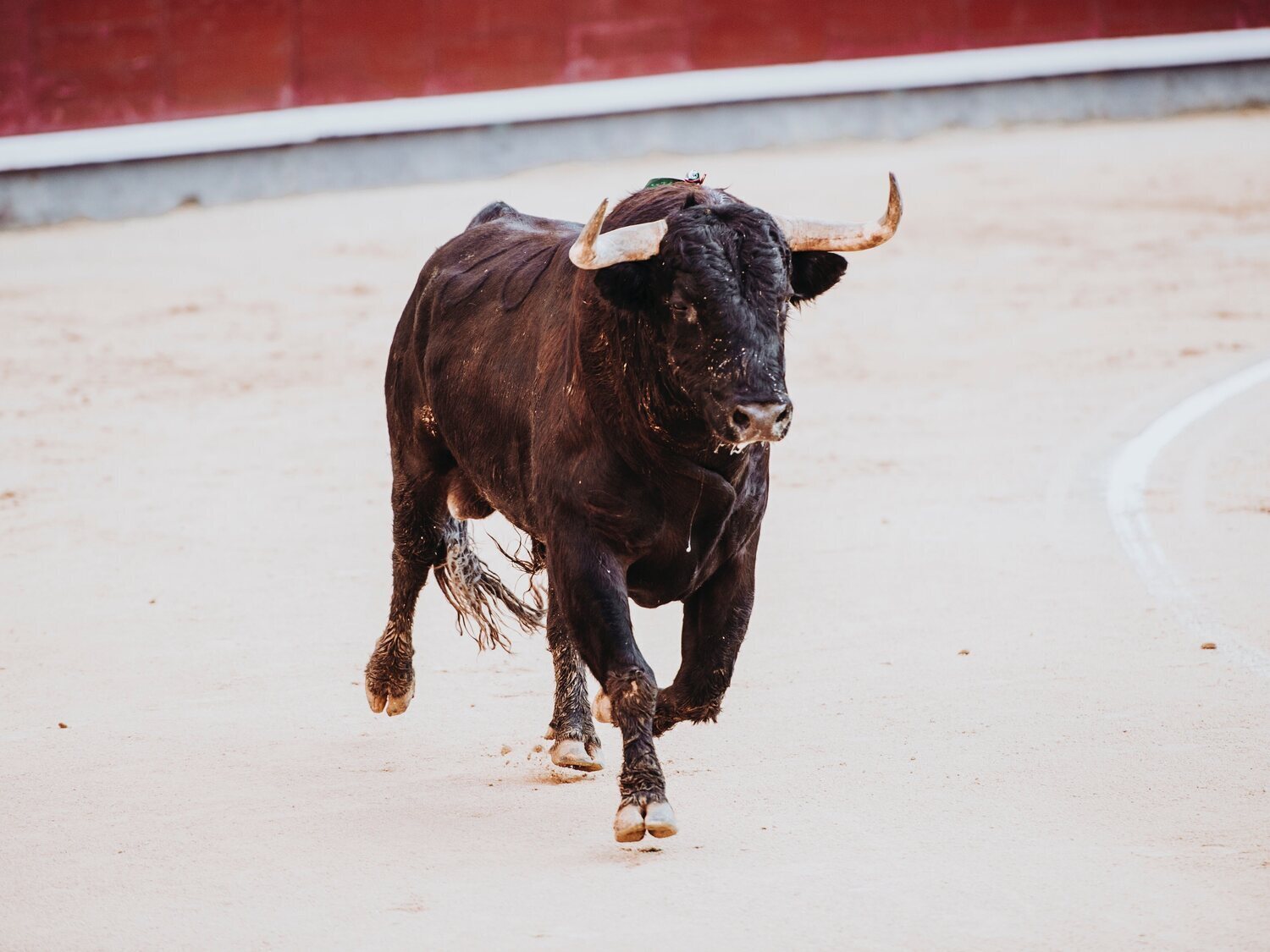 Muere corneado por un toro en pleno encierro en las fiestas de Ubrique (Cádiz)