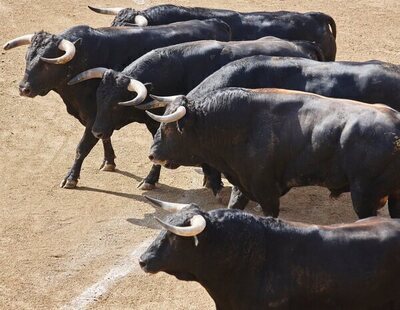 Pánico en pleno encierro: un toro deja varios heridos en Navalcarnero (Madrid)