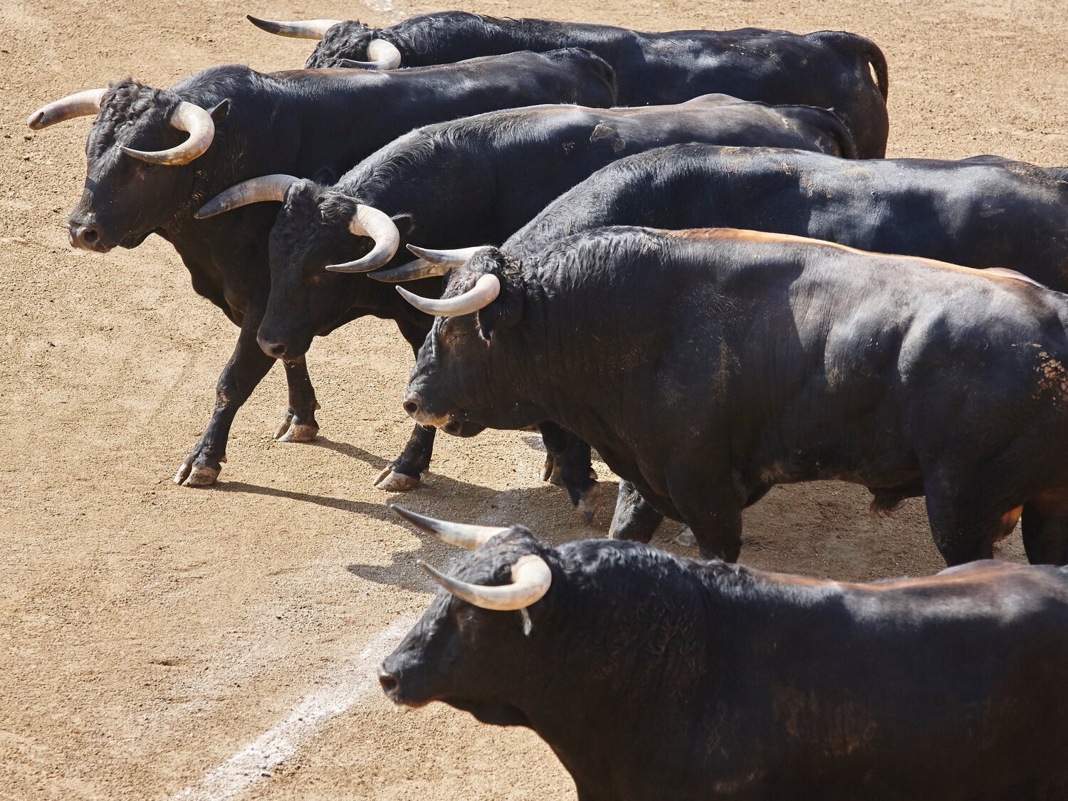 Pánico en pleno encierro: un toro deja varios heridos en Navalcarnero (Madrid)