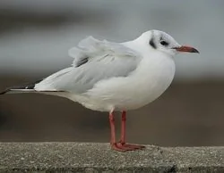 Multas de hasta 10.000 euros: qué sanción enfrentas si tienes estas aves en casa