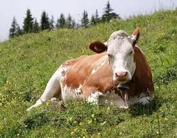 La muerte de una vaca arrollada destapa un cuerpo humano en Gijón: dio a luz en el impacto