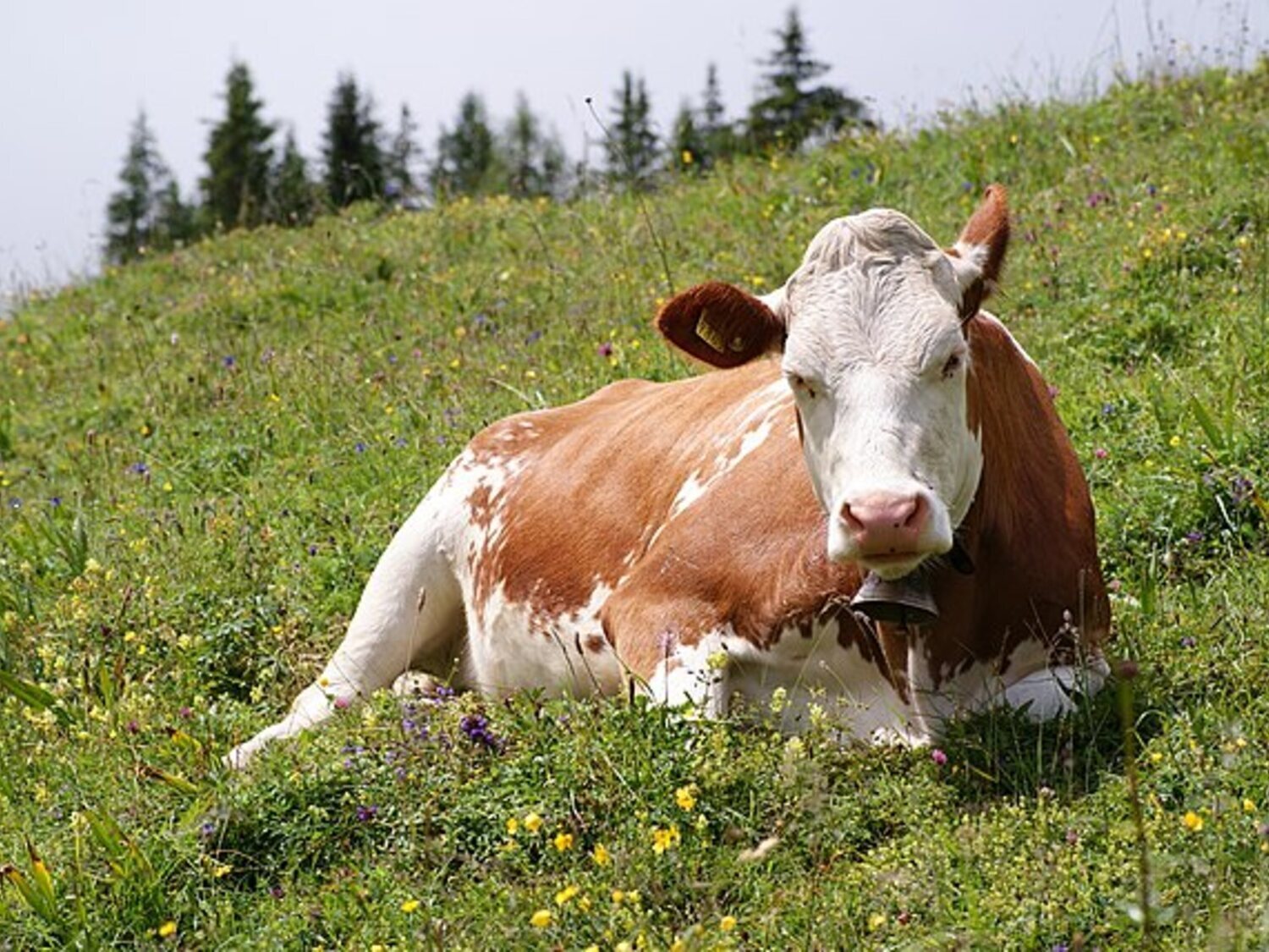 La muerte de una vaca arrollada destapa un cuerpo humano en Gijón: dio a luz en el impacto