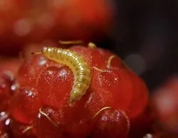 Se disparan los contagios de esquistosomiasis en España: síntomas y vías de transmisión