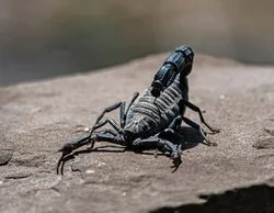 Hospitalizada una mujer por la picadura de un escorpión en un hotel de Alcorcón (Madrid)