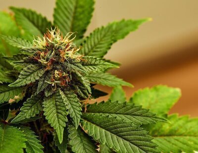 El extracto de cannabis que reduce el dolor lumbar y no genera adicción