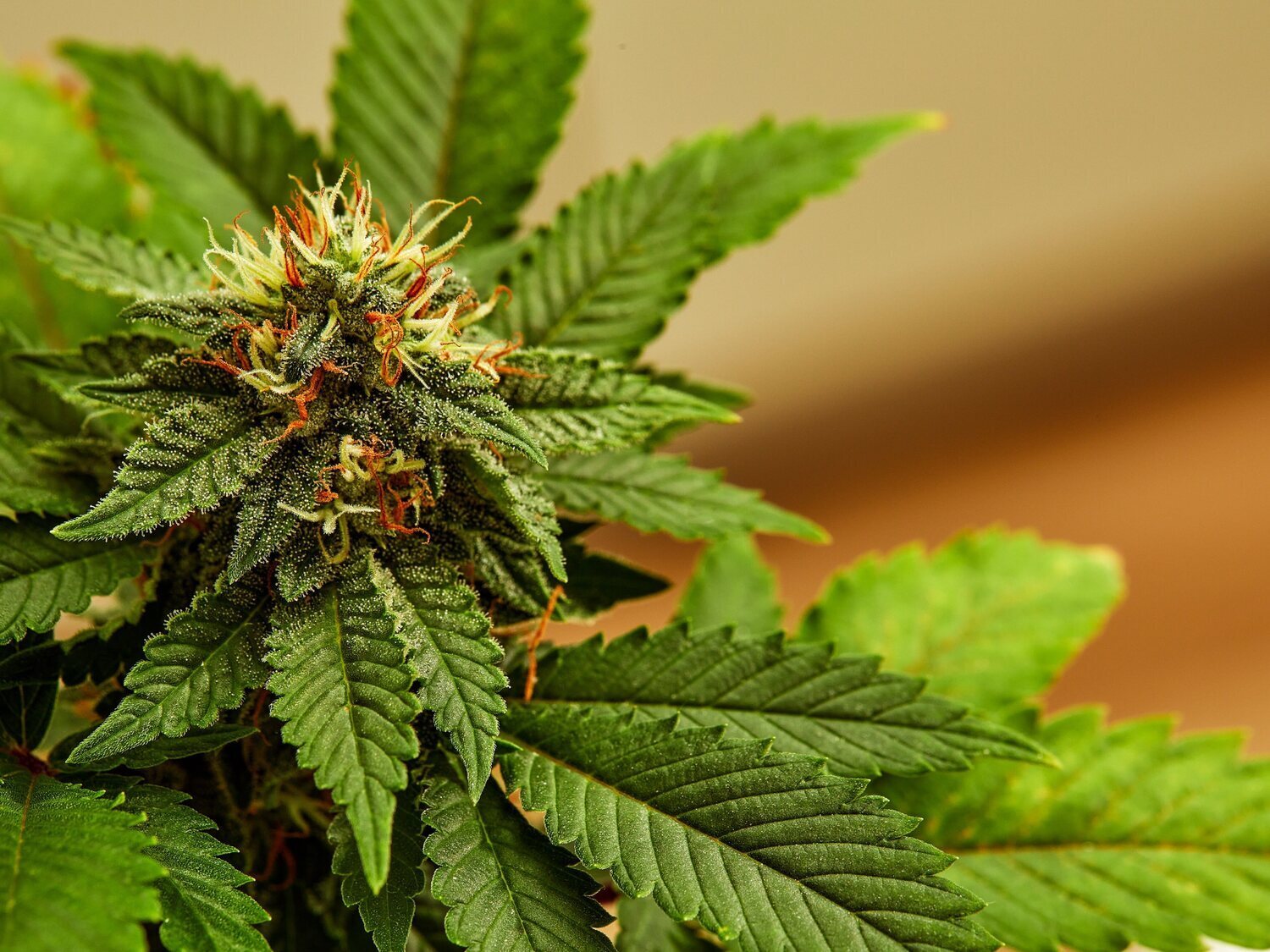 El extracto de cannabis que reduce el dolor lumbar y no genera adicción