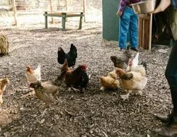 Alerta por gripe aviar en Madrid: detectan un foco con 450.000 gallinas en Valdemoro
