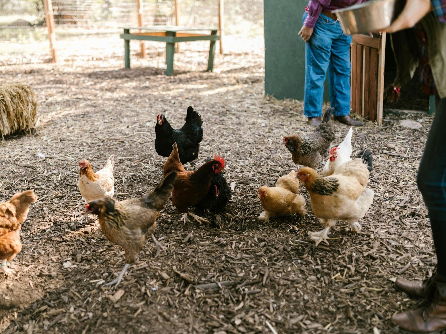 Alerta por gripe aviar en Madrid: detectan un foco con 450.000 gallinas en Valdemoro