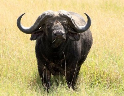 Muere un cazador brutalmente atacado por el búfalo que intentaba matar