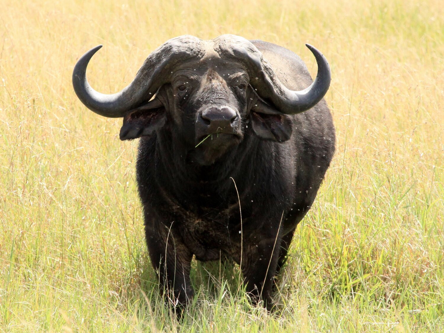 Muere un cazador brutalmente atacado por el búfalo que intentaba matar
