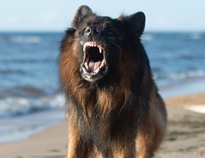 Un perro asesina brutalmente a una madre de cinco hijos en plena pelea por un nugget