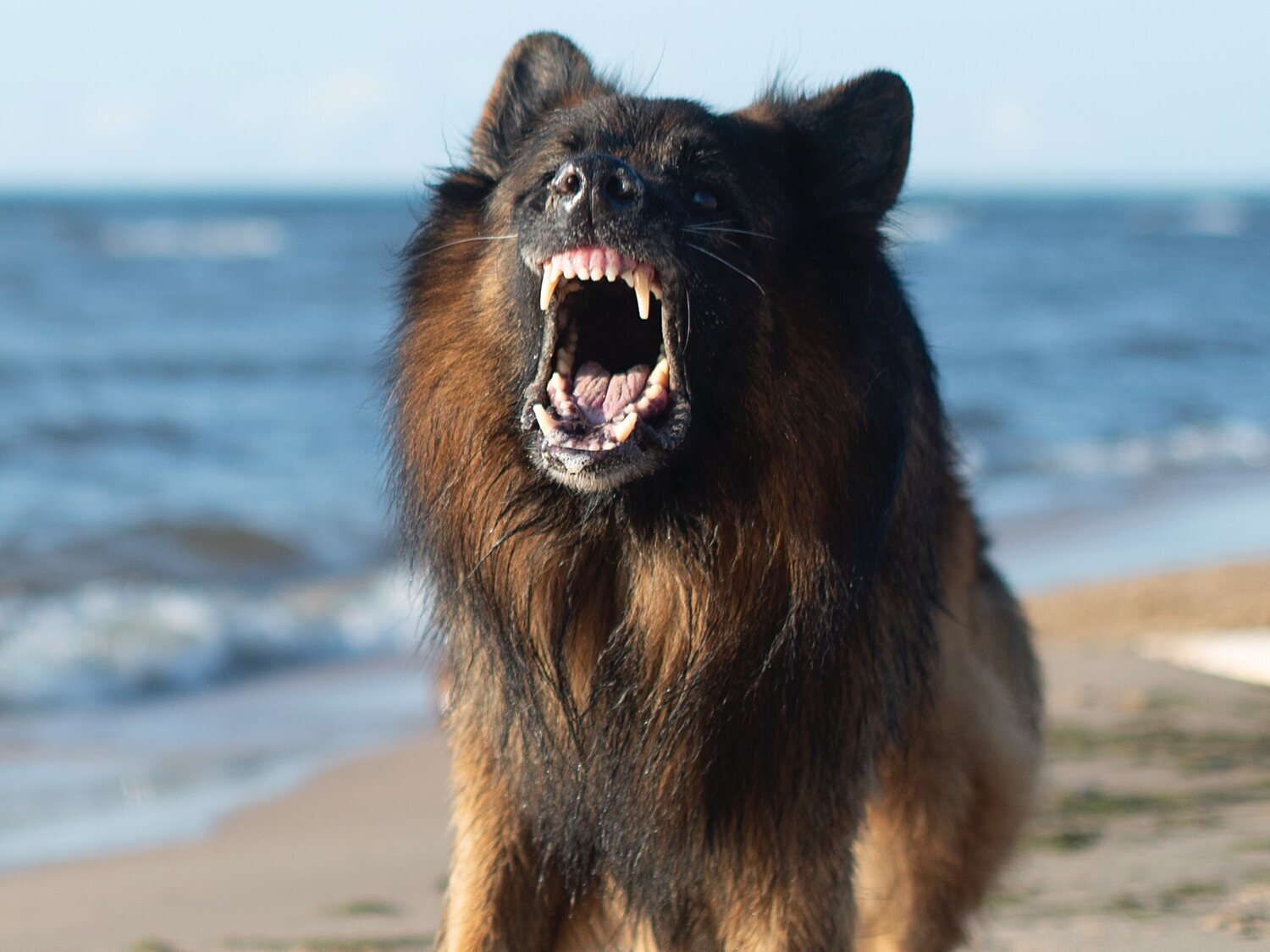 Un perro asesina brutalmente a una madre de cinco hijos en plena pelea por un nugget