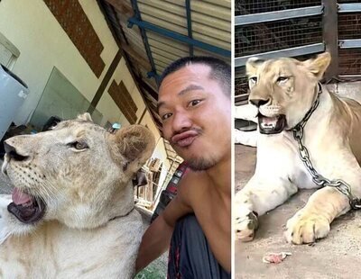 La leona de un influencer se escapa y ataca brutalmente a dos personas en Tailandia
