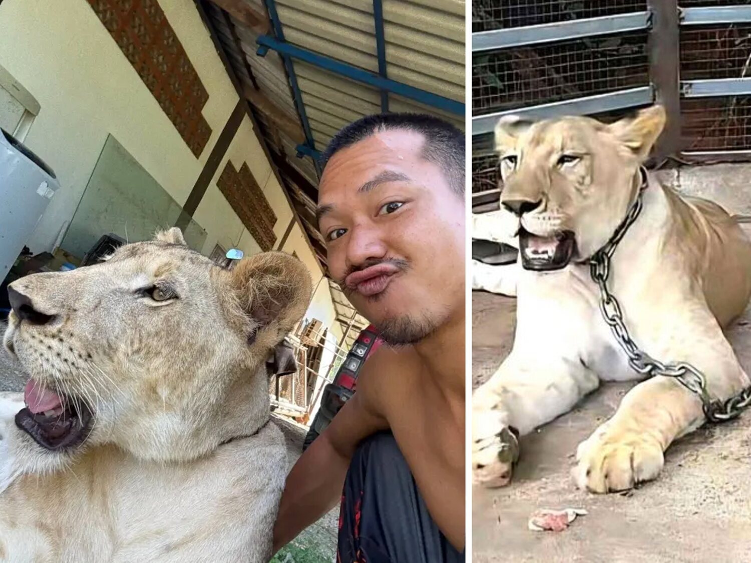 La leona de un influencer se escapa y ataca brutalmente a dos personas en Tailandia
