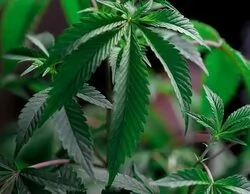 El Gobierno legaliza el cannabis medicinal: así se podrá acceder en España