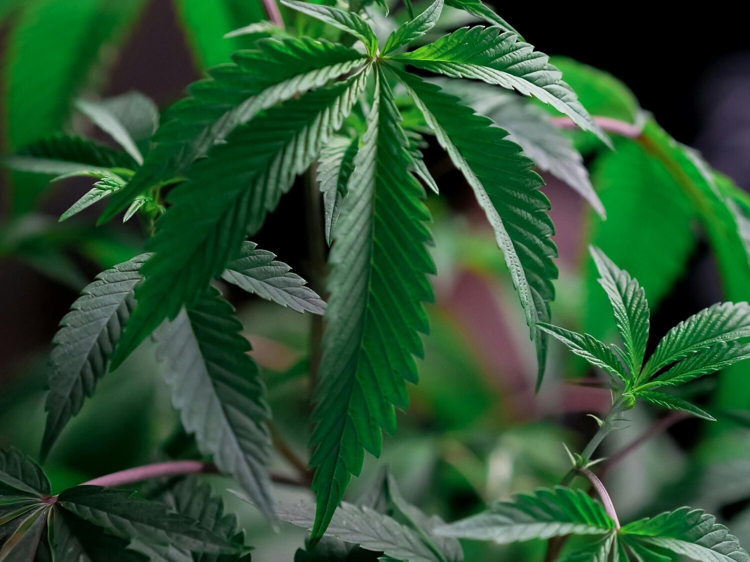 El Gobierno legaliza el cannabis medicinal: así se podrá acceder en España