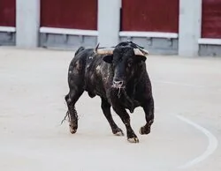Pánico en Guadalajara: un toro se escapa en pleno festejo y causa terror en la población