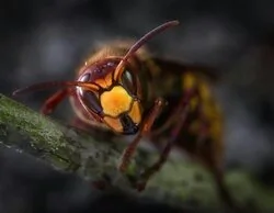 Muere un cazador en Lugo tras pisar un nido de avispas y terminar brutalmente atacado