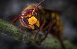 Muere un cazador en Lugo tras pisar un nido de avispas y terminar brutalmente atacado